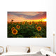 Sunflower field on a warm summer evening Wall Mural