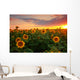 Sunflower field on a warm summer evening Wall Mural