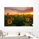 Sunflower field on a warm summer evening Wall Mural