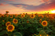 Sunflower field on a warm summer evening Wall Mural