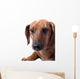 Dachshund White Wall Mural