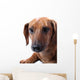 Dachshund White Wall Mural