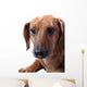 Dachshund White Wall Mural