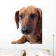 Dachshund White Wall Mural