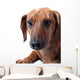 Dachshund White Wall Mural