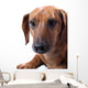 Dachshund White Wall Mural