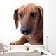 Dachshund White Wall Mural