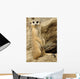 Meerkat looking at camera Wall Mural
