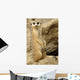 Meerkat looking at camera Wall Mural