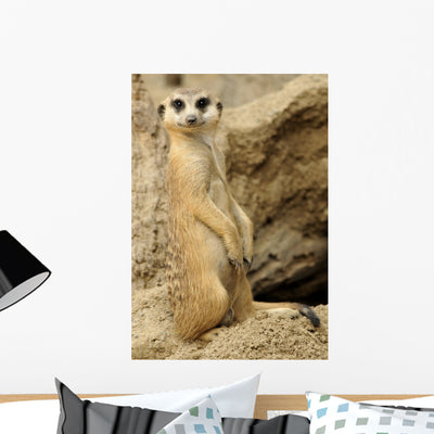 Meerkat Looking Camera Wall Mural shown on a wall
