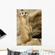Meerkat looking at camera Wall Mural
