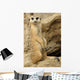 Meerkat looking at camera Wall Mural