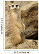 Meerkat looking at camera Wall Mural