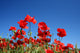 poppy flowers Wall Mural