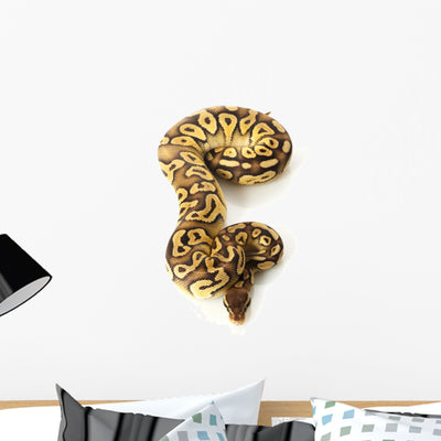 Pastave Ball Python Wall Decal shown on a wall
