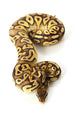 pastave ball python Wall Decal