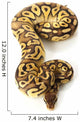 pastave ball python Wall Decal