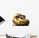 pastave ball python Wall Decal
