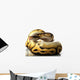 pastave ball python Wall Decal