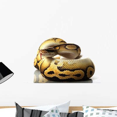 Pastave Ball Python Wall Decal shown on a wall