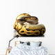 pastave ball python Wall Decal