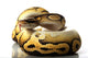 pastave ball python Wall Decal