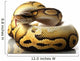 pastave ball python Wall Decal