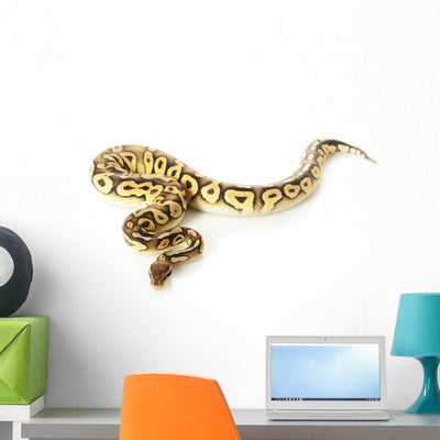 Pastave Ball Python Wall Decal shown on a wall