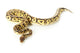 pastave ball python Wall Decal