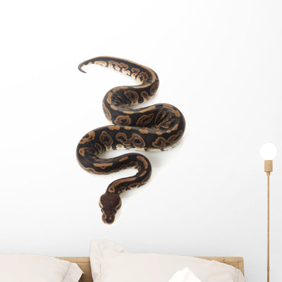 Black Pastel Ball Python Wall Decal shown on a wall