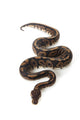 Black Pastel Ball Python Wall Decal