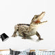 Cuban crocodile Wall Decal