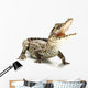 Cuban crocodile Wall Decal