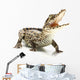 Cuban crocodile Wall Decal