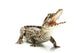 Cuban crocodile Wall Decal
