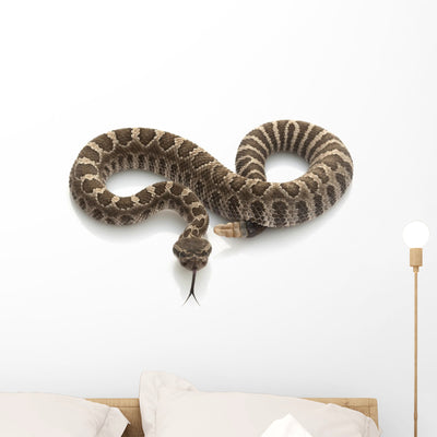 Northern Pacific Rattlesnake Wall Decal shown on a wall