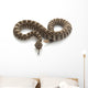 Northern Pacific Rattlesnake Wall Decal
