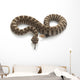 Northern Pacific Rattlesnake Wall Decal