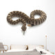 Northern Pacific Rattlesnake Wall Decal