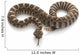 Northern Pacific Rattlesnake Wall Decal