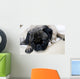 Pug with Sad Expression Wall Mural