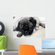 Pug with Sad Expression Wall Mural