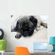 Pug with Sad Expression Wall Mural