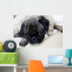 Pug with Sad Expression Wall Mural