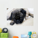 Pug with Sad Expression Wall Mural