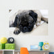 Pug with Sad Expression Wall Mural