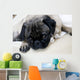 Pug with Sad Expression Wall Mural