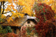 Fall Colours Wall Mural
