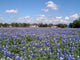 Bluebonnets 02 Wall Mural