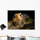 mad lion Wall Mural